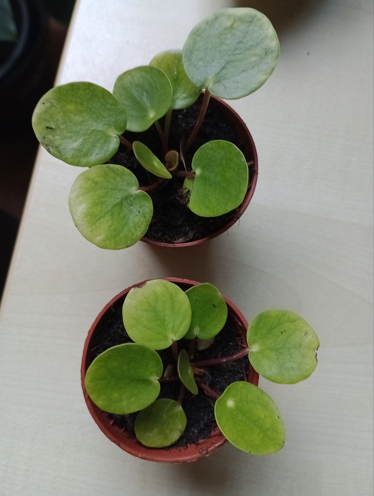 pannekoek plantjes gratis ophalen, Ophalen, Halfschaduw, Minder dan 100 cm