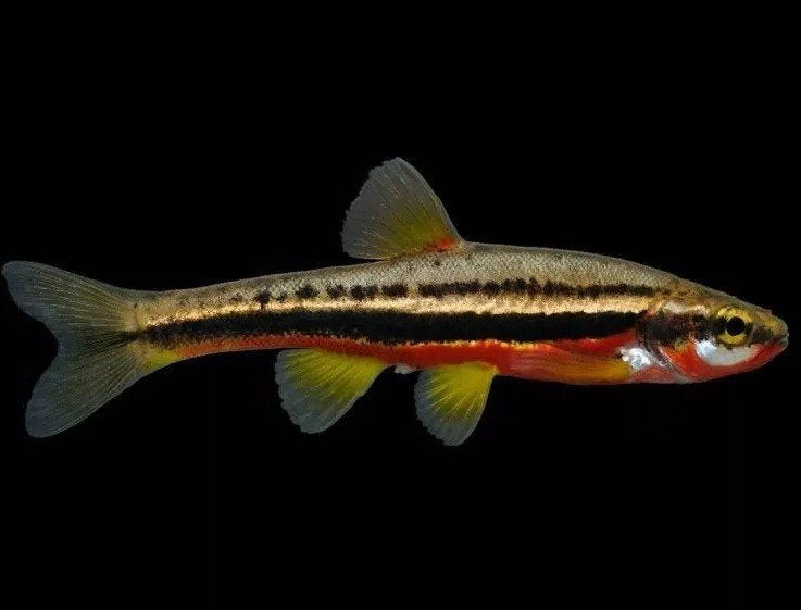 Roodbuik Elrits Phoxinus erythrogaster ca. 4-5 cm - Koidream, Overige soorten
