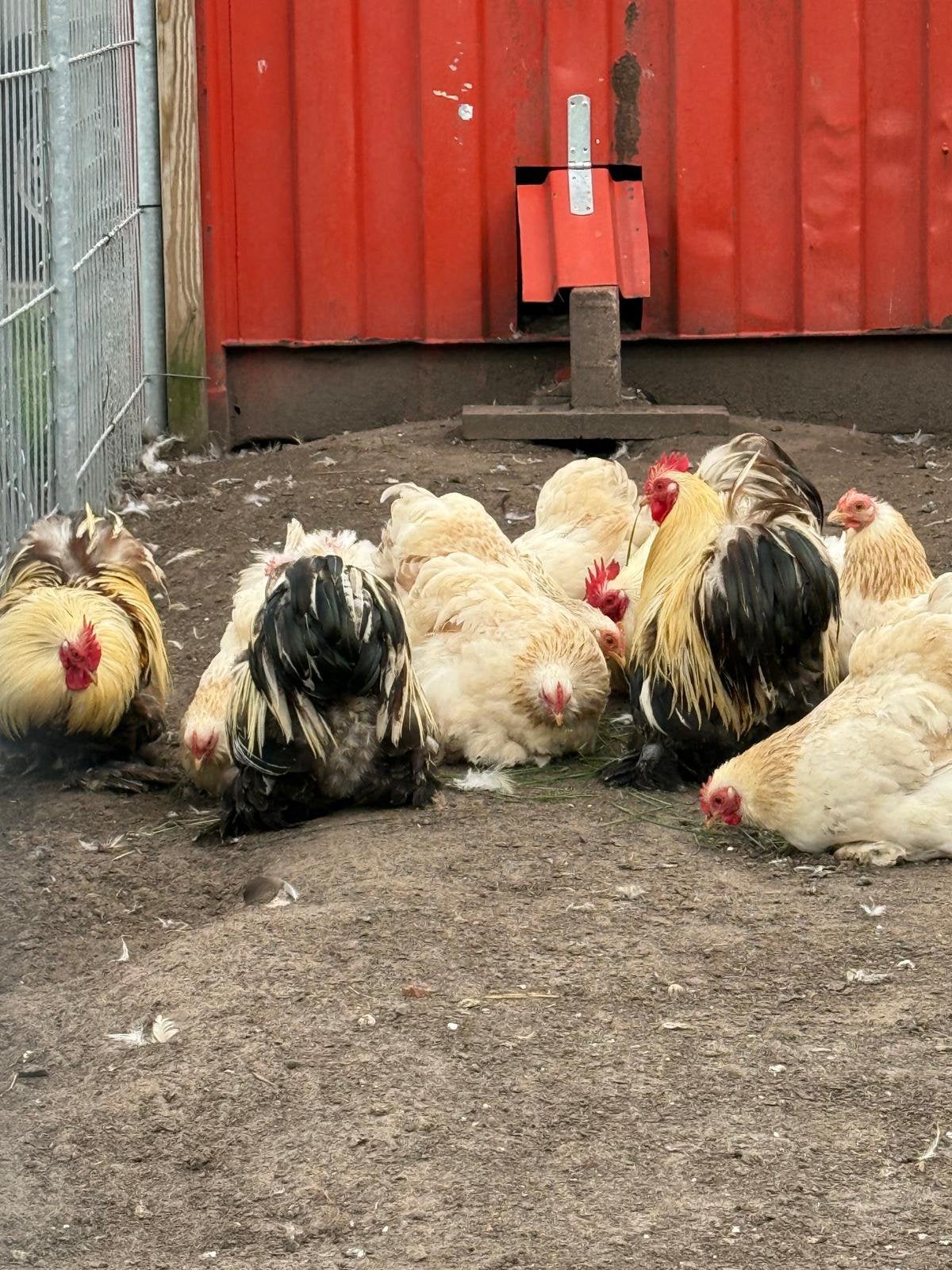 ZILVERTARWE Cochin kriel toom kippen en hanen te koop!, Dieren en Toebehoren, Pluimvee, Meerdere dieren, Kip