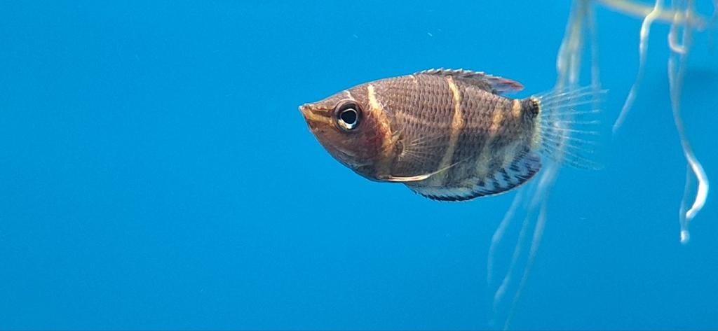 Chocolade goerami sphaerichthys osphromenoides aquarium vis, Dieren en Toebehoren, Vissen | Aquariumvissen, Vis