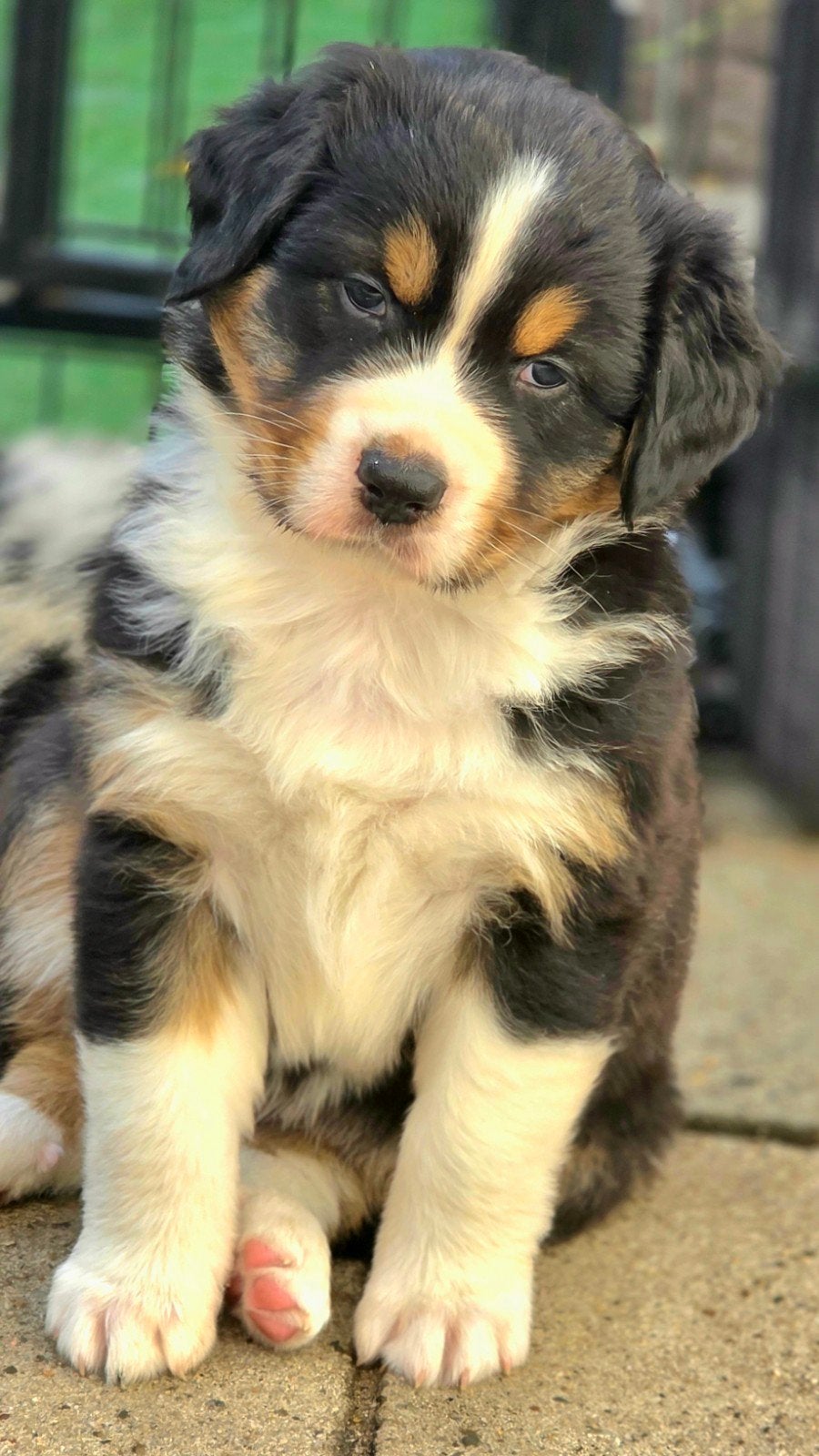 Prachtige Australian Shepherd pups, Dieren en Toebehoren, 8 tot 15 weken, Meerdere, Meerdere dieren, Herder