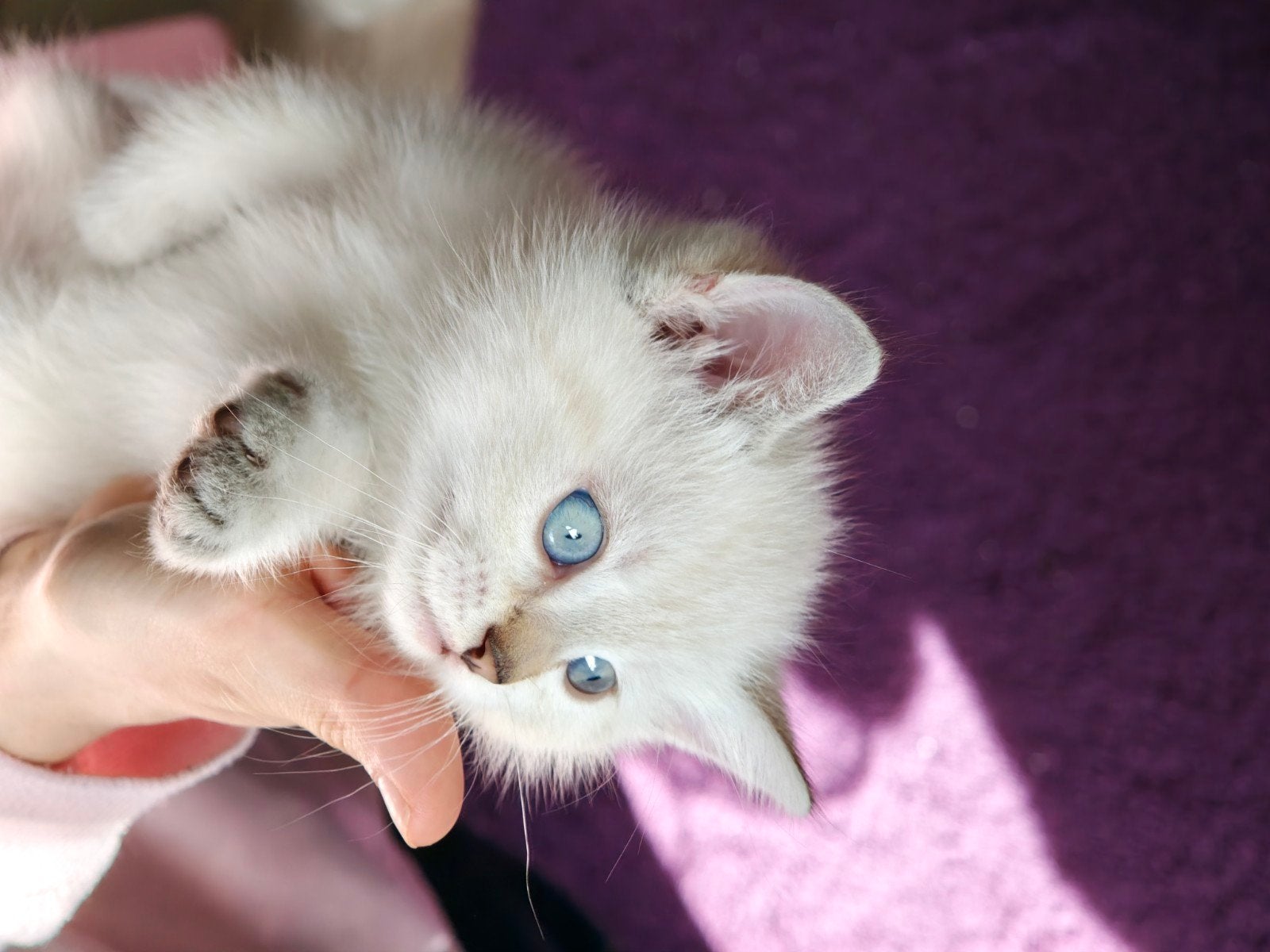 British short hair - silver tabby point(type/look/uiterlijk), Kater, Kortharig, 0 tot 2 jaar
