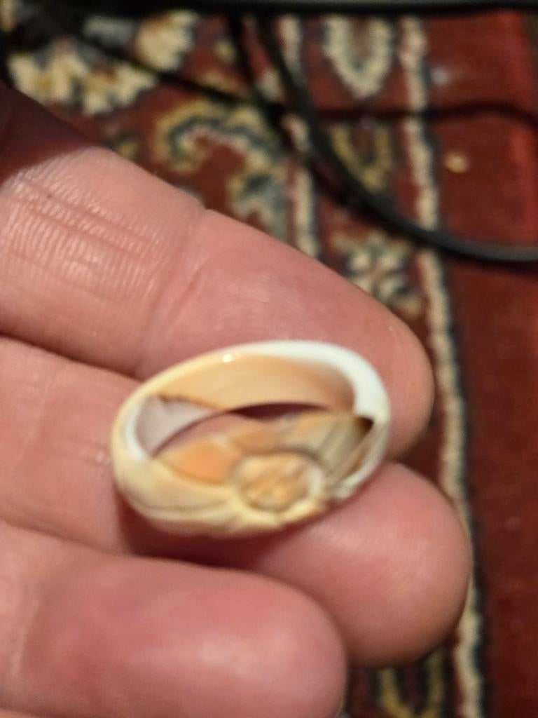 Schelp ring maat 17, Overige materialen, Overige kleuren, Nieuw, Ophalen of Verzenden