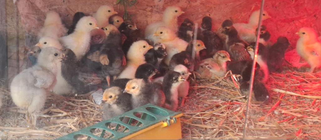 Brahma kuikens, Dieren en Toebehoren, Pluimvee, Meerdere dieren, Kip
