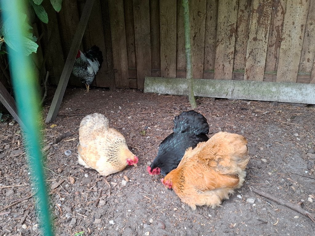 Cochin kriel hennen met haan, Dieren en Toebehoren, Pluimvee, Meerdere dieren, Kip