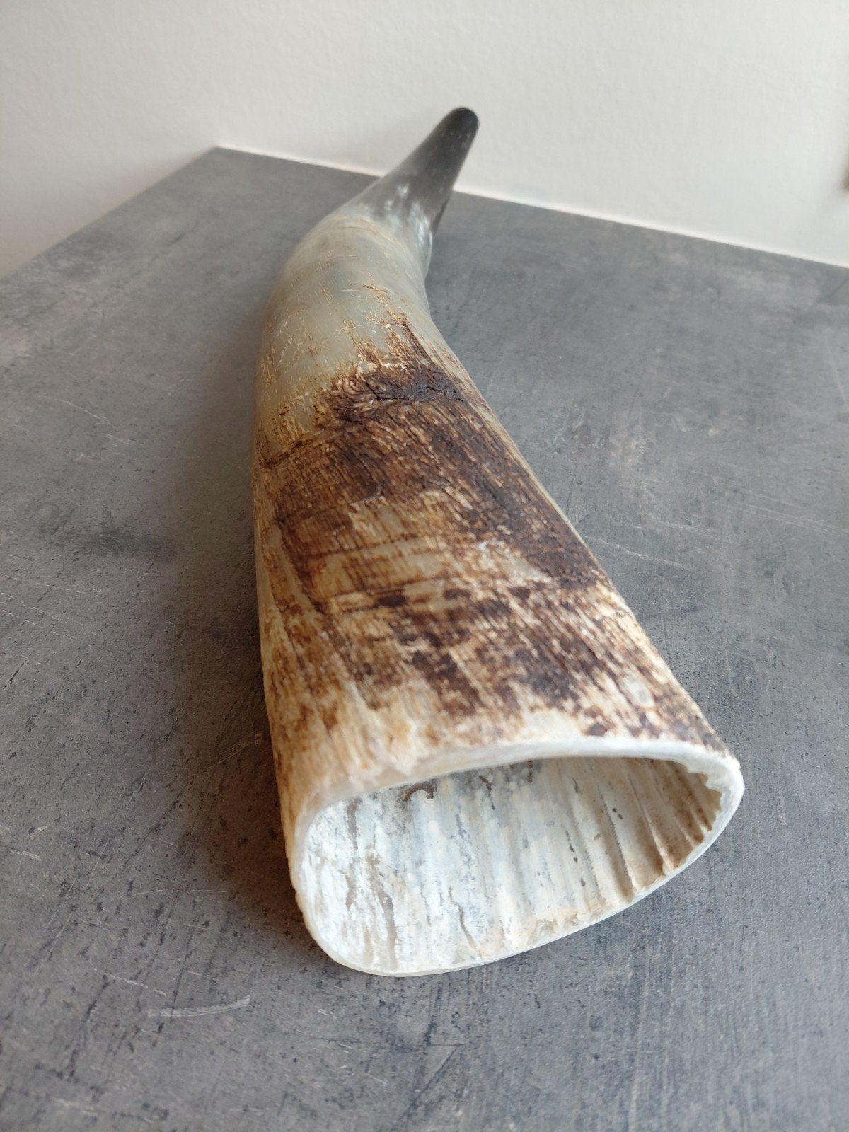 shofar van koe hoorn. 55 cm., Verzamelen, Ophalen of Verzenden, Zo goed als nieuw, Boerderijdier, Gewei of Kop