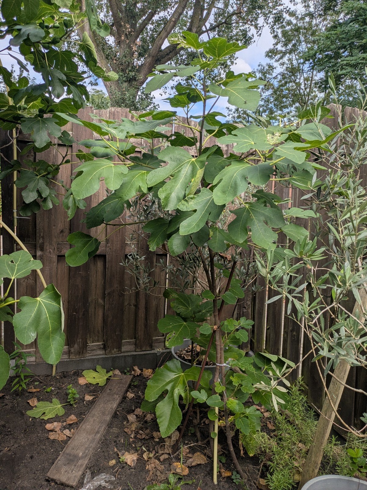 fijger planten, Ophalen, Volle zon, Overige soorten, Minder dan 100 cm