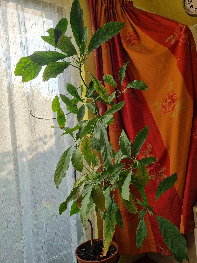 Vier avocado planten in 1 pot, Ophalen, Fruitplant, Halfschaduw, In pot