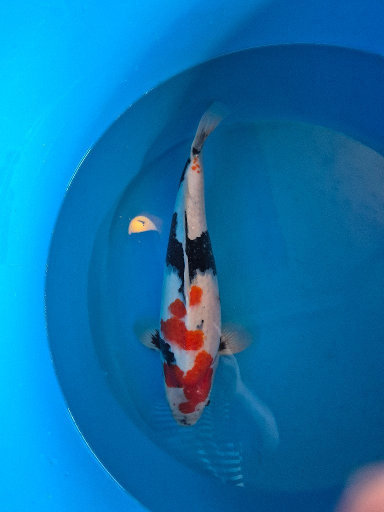 Mooie showa, Karper of Koi