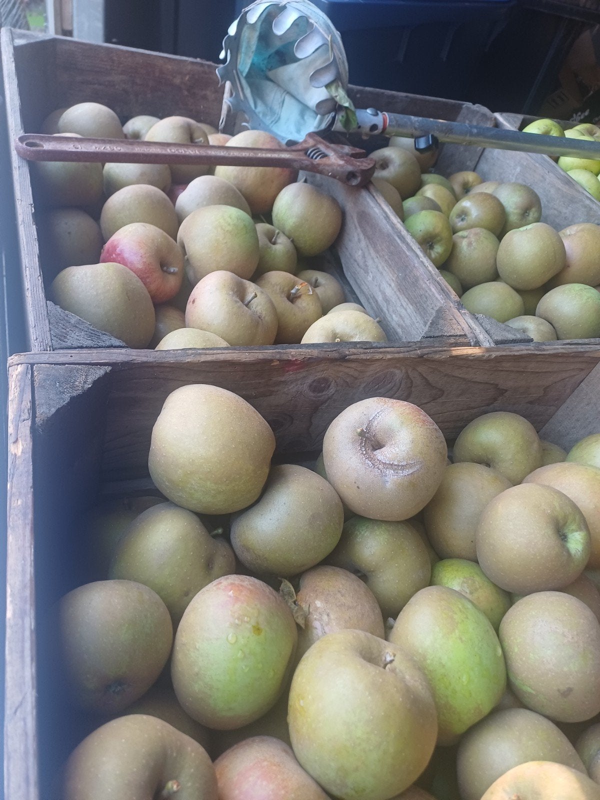 Appels en peren oa glorie van Boskoop, Glorie van Holland, Ophalen