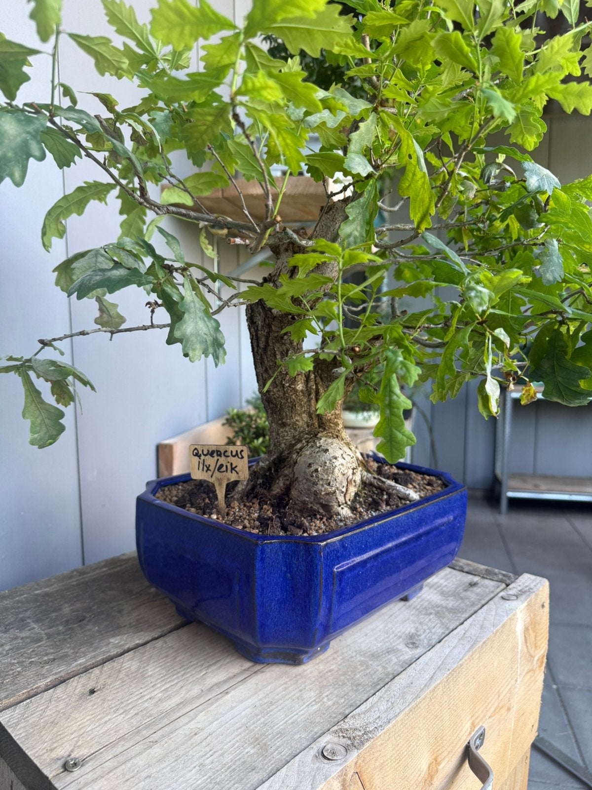 Bonsai ilex/ eik 48cm Hoge korting, Bloeit niet, Halfschaduw, Overige soorten, Minder dan 100 cm