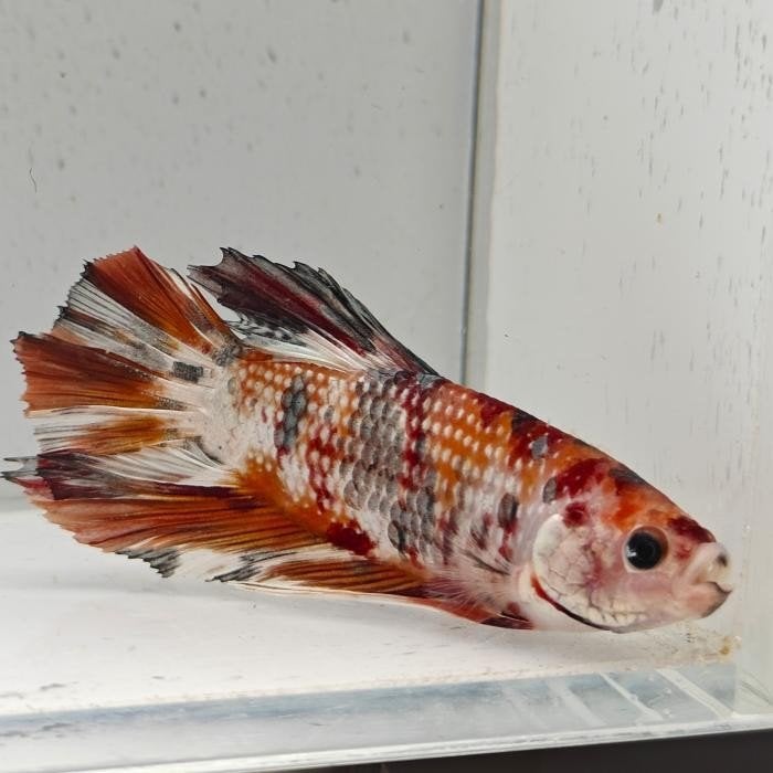 Betta splendens man 18, Vis