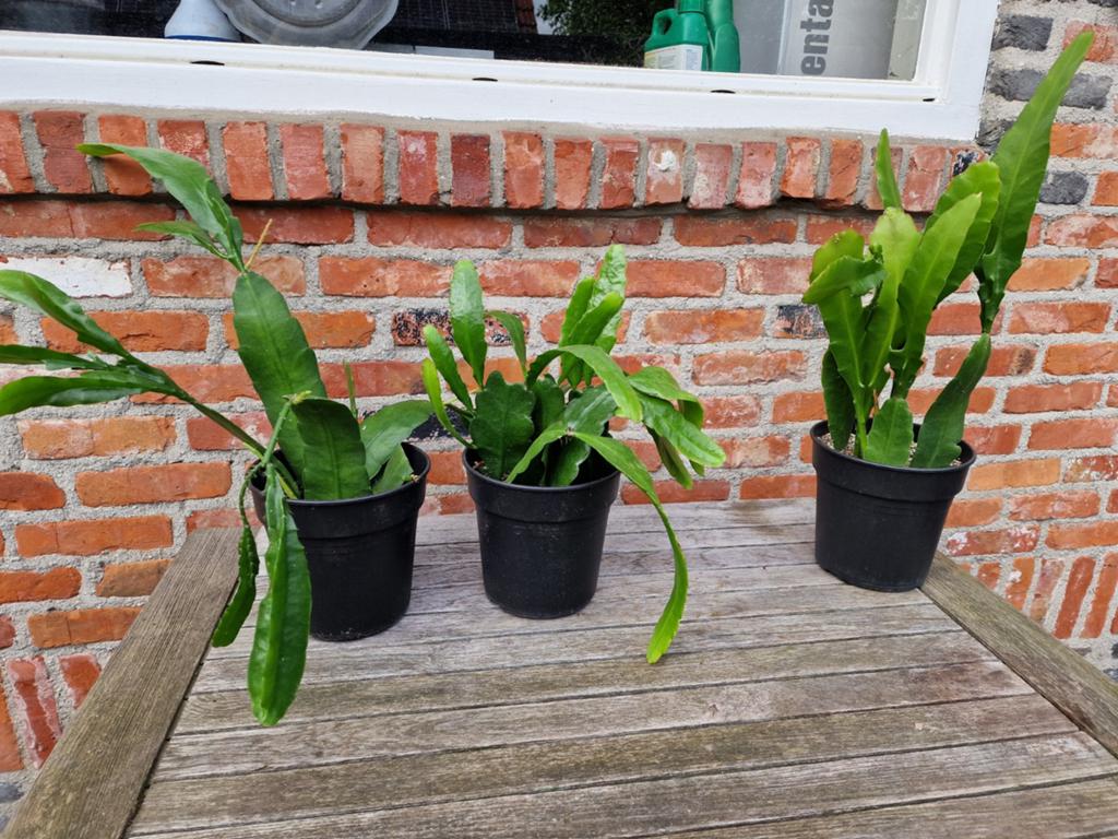 Epiphyllum, Overige soorten, Vaste plant, Ophalen of Verzenden, Halfschaduw