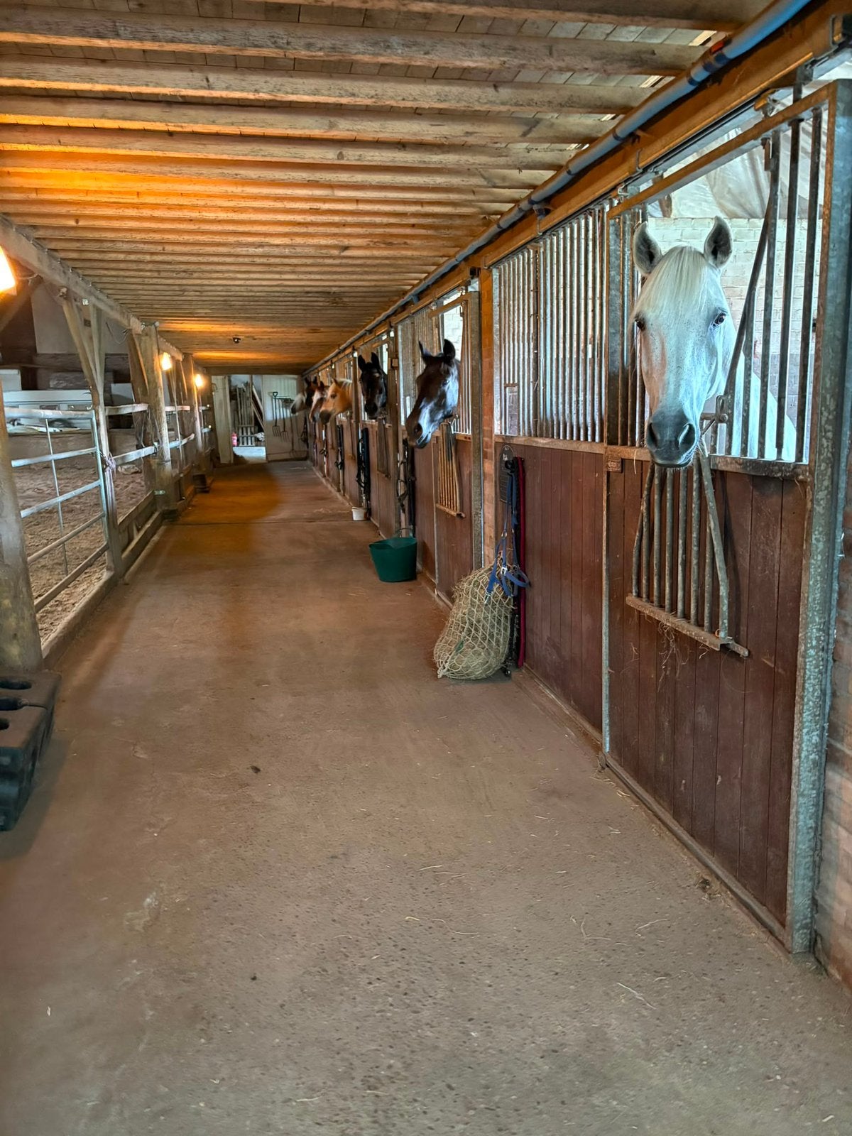 Box vrij op gezellige doe-het-zelf stal, nieuw-beerta, Stalling, 1 paard of pony