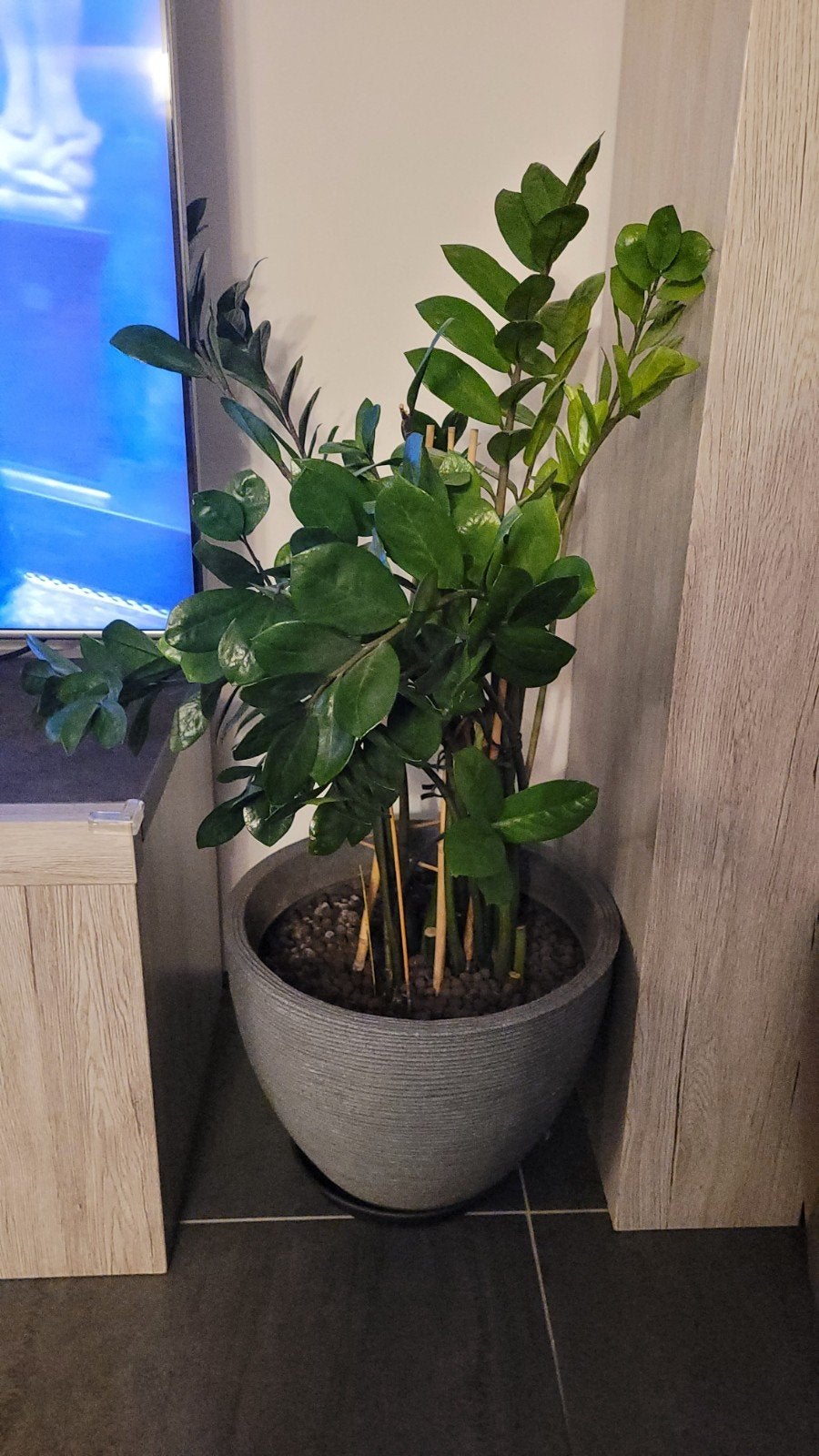 2 Grote Grijze Bloempotten met Planten (1m+), Tuin en Terras, Ophalen, Overige materialen, 40 cm of meer, Rond