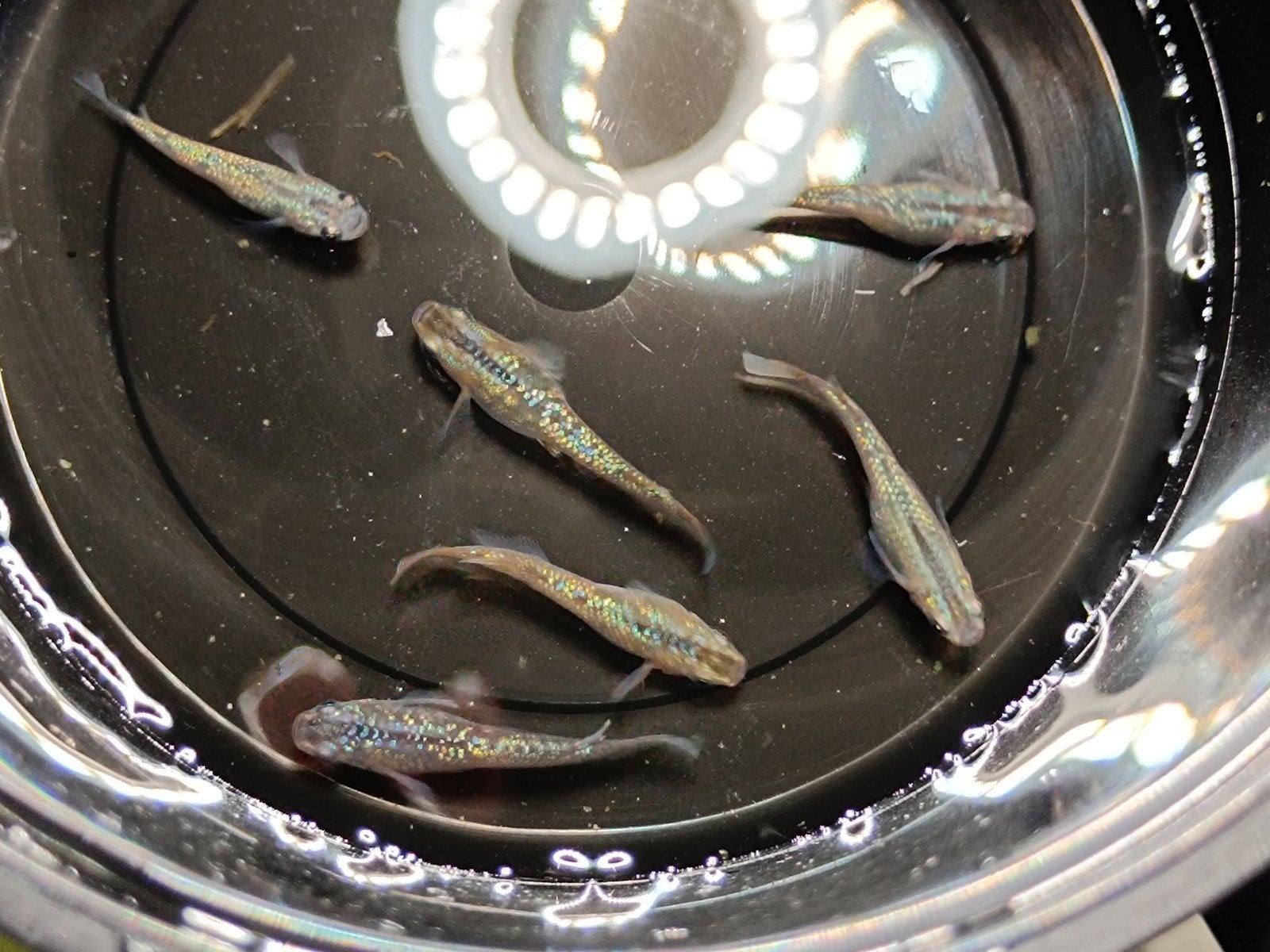 Medaka Reiwa Aurora lamé eitjes, Dieren en Toebehoren, Vissen | Aquariumvissen