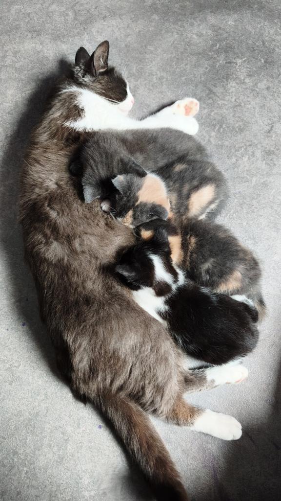 Kittens Europese korthaar., Poes, Kortharig, 0 tot 2 jaar