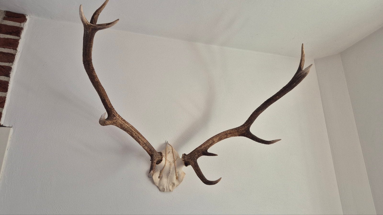 Sierlijk Edelhert Gewei (Achtender) – 75 cm breed, Ophalen, Gebruikt, Decoratieobject, Natuurlijk materiaal