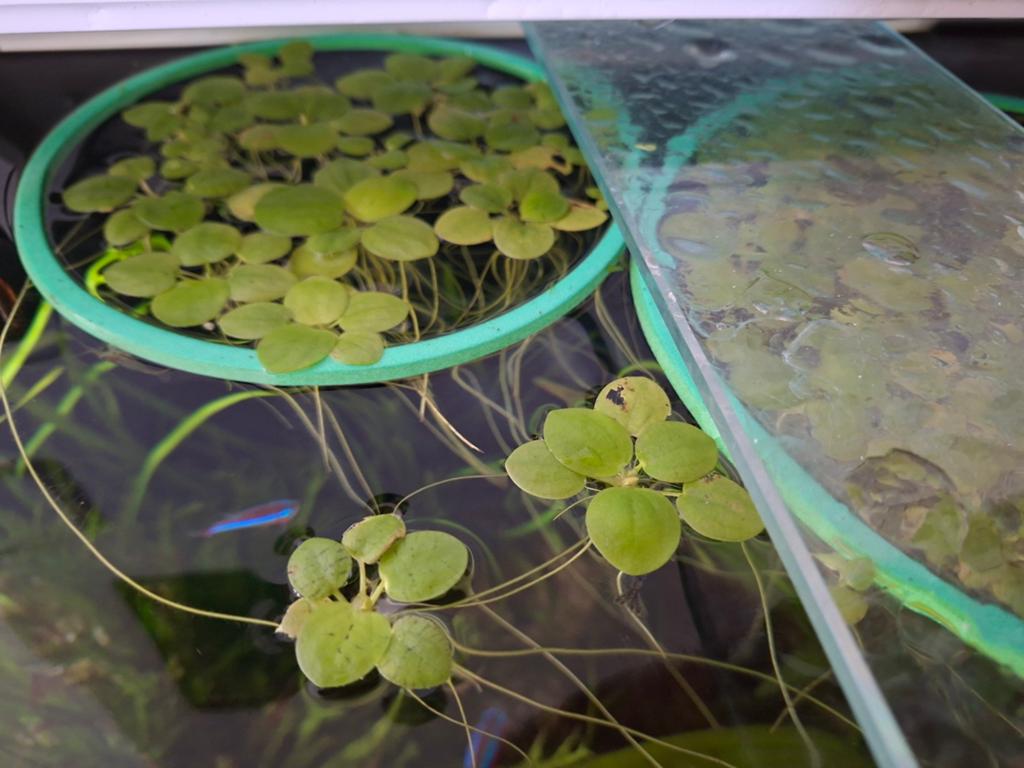 Amazon frogbit (Limnobium laevigatum) - Kikkerbeet, Dieren en Toebehoren, Vissen | Aquaria en Toebehoren, Ophalen, Plant(en), Steen of Hout