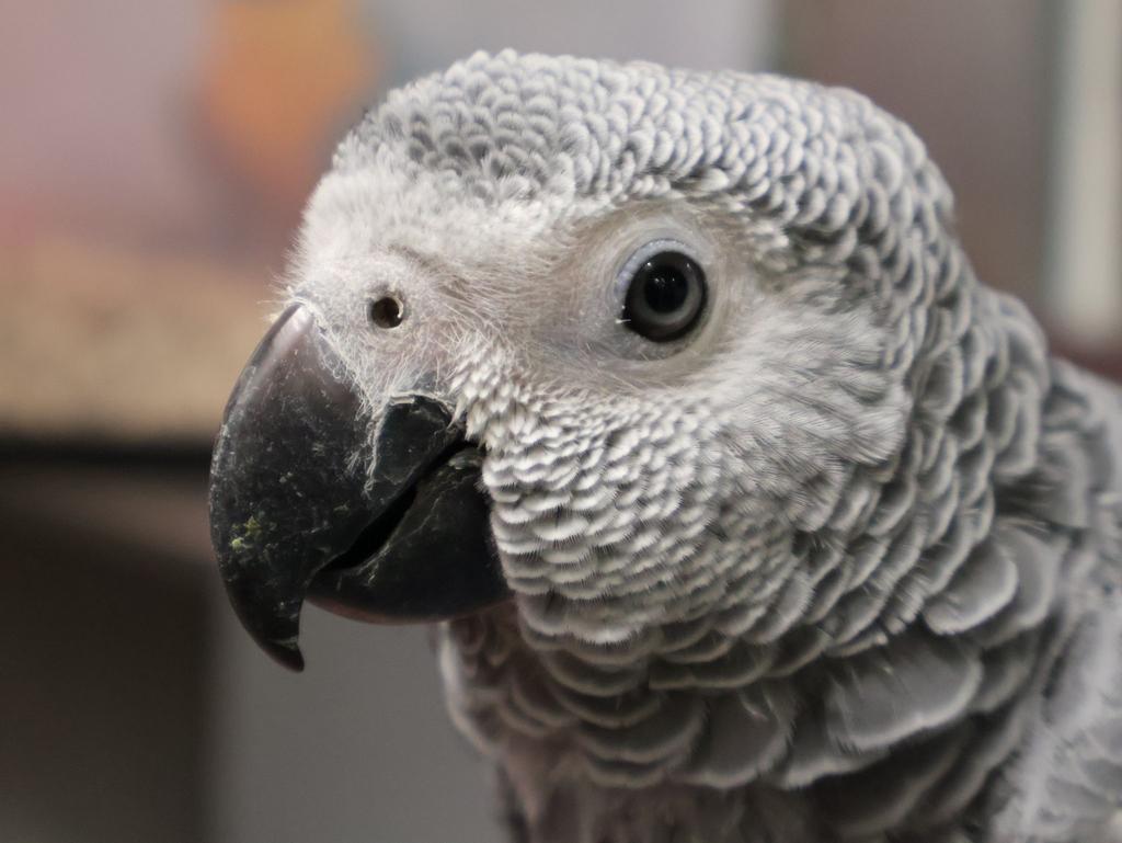 Diverse jonge grijze , groene & edel papegaaien, Dieren en Toebehoren, Vogels | Parkieten en Papegaaien, Meerdere dieren, Papegaai