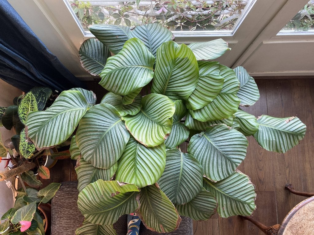 Calathea Orbifolia XXL ca. 90 cm hoog, 100 cm breed, Vaste plant, Bloeit niet, Halfschaduw, Ophalen