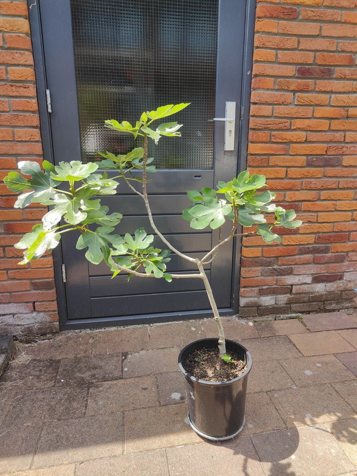 Vijgenboom (ficus carica) 115cm, Ophalen, Vijgenboom