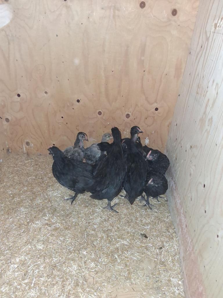 Mesthaantjes, Dieren en Toebehoren, Pluimvee, Mannelijk, Kip