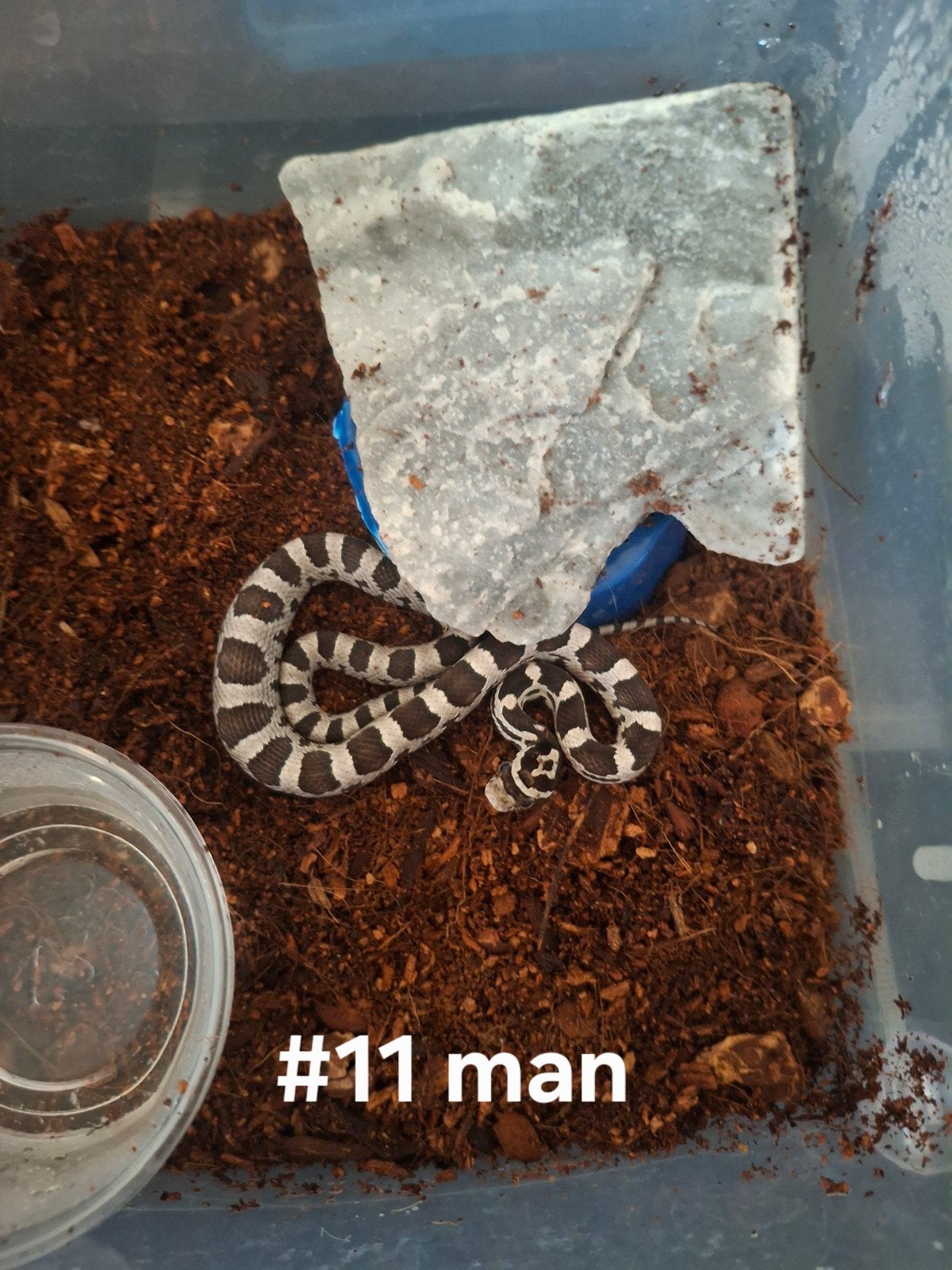 rattenslang nakweek 2026 Pantherophis guttatus Corn Snake photo 8