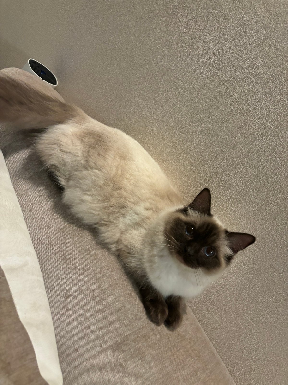 Ragdoll poes, Dieren en Toebehoren