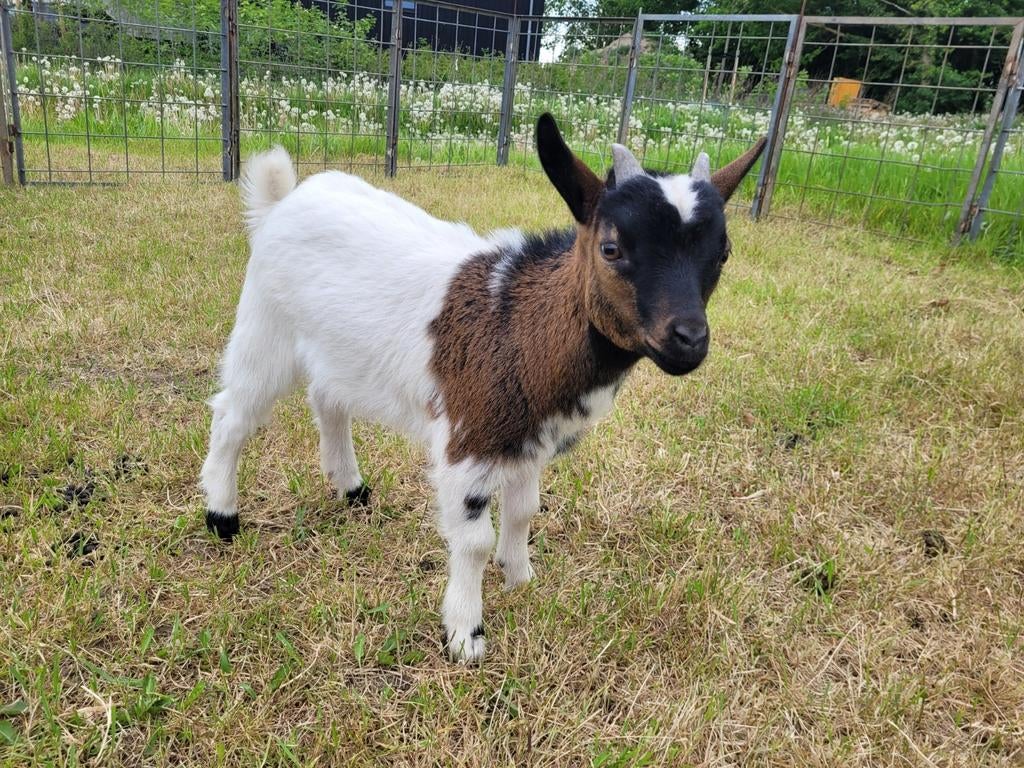 dwerggeit, Dieren en Toebehoren, Schapen, Geiten en Varkens, Mannelijk, Geit, 3 tot 5 jaar