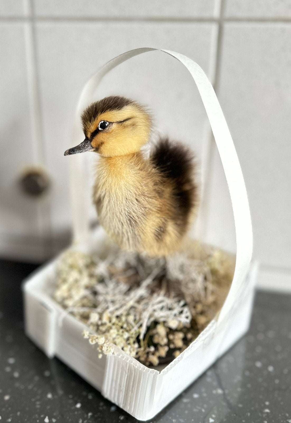 Opgezet eend te koop, gratis opgezette vlinder in lijstje, Ophalen of Verzenden, Nieuw, Vogel, Opgezet dier