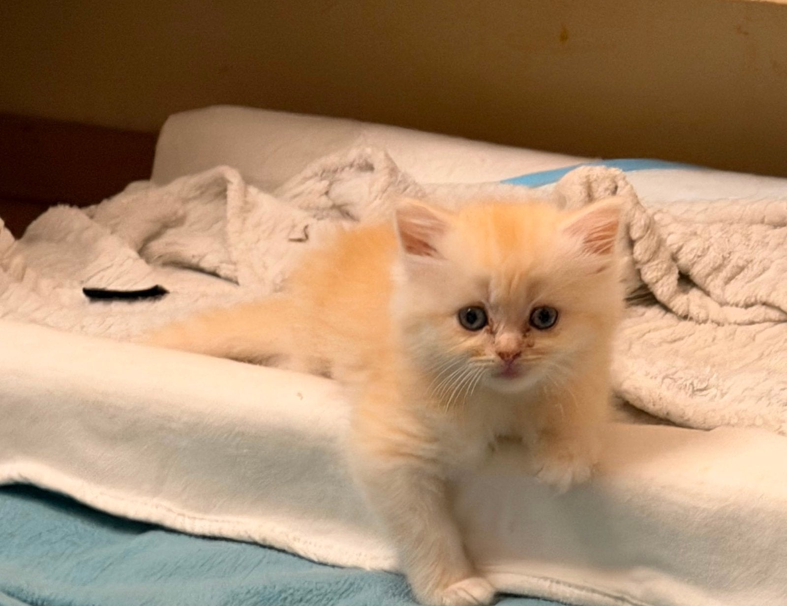 Britse langhaar golden, Dieren en Toebehoren, Katten en Kittens | Overige Katten, Meerdere dieren, Langharig, 0 tot 2 jaar