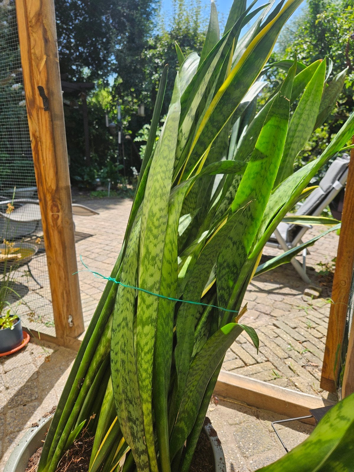 Sansevieria (Vrouwentong) stekken sanseveria, Ophalen, 100 tot 150 cm, Overige soorten, Halfschaduw