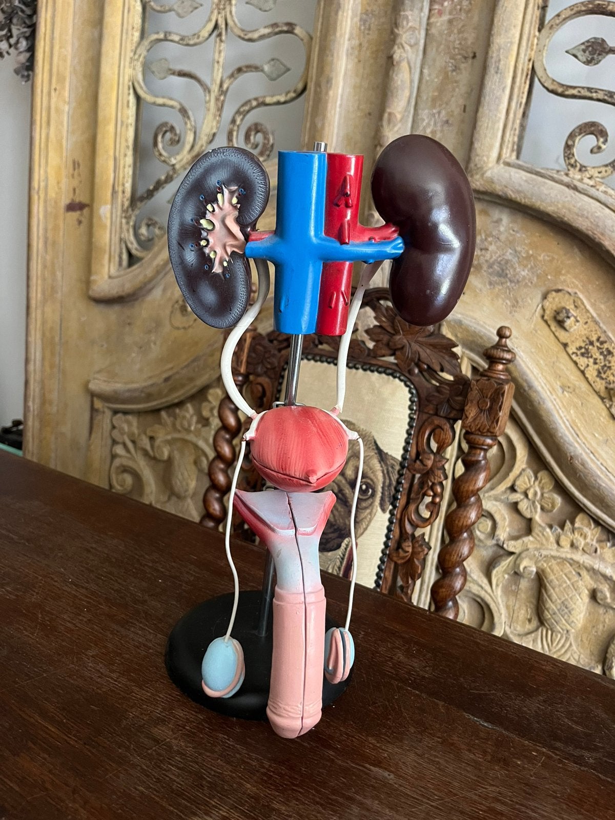 Anatomisch model mannelijk urine stelsel, Antiek en Kunst, Ophalen of Verzenden