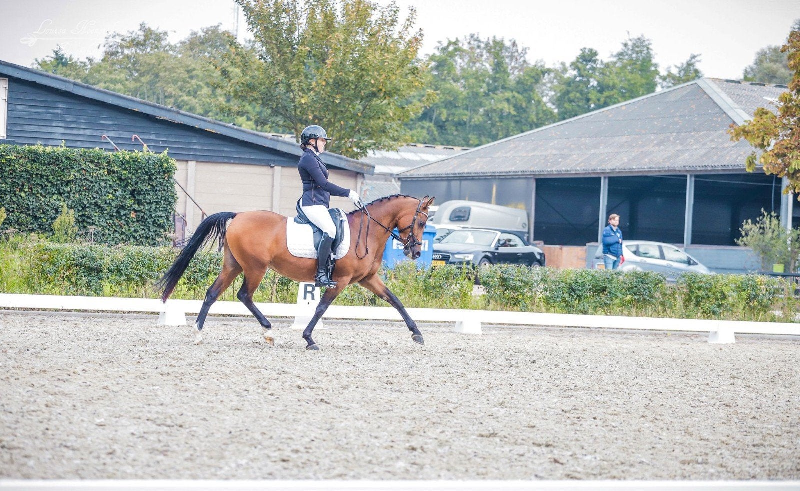 8 jarige schoolmaster Z1 dressuur D pony., Merrie, Dressuurpony, 7 tot 10 jaar, D pony (1.37m tot 1.48m)