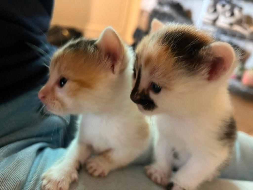 Boerderijkittens, Dieren en Toebehoren, Meerdere dieren, Kortharig