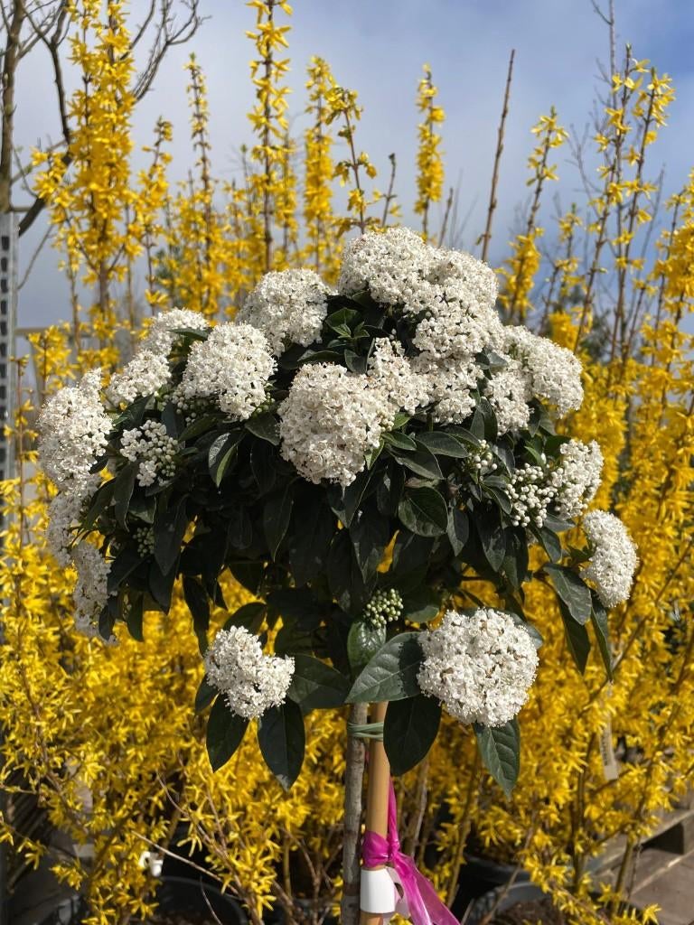 Viburnum tinus (Groenblijvende sneeuwbal / Lauriersneeuwbal), Vaste plant, Halfschaduw, Winter, Ophalen