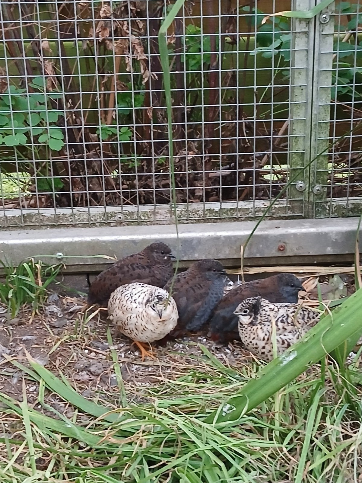 chinese dwergkwartels, Meerdere dieren, Overige soorten