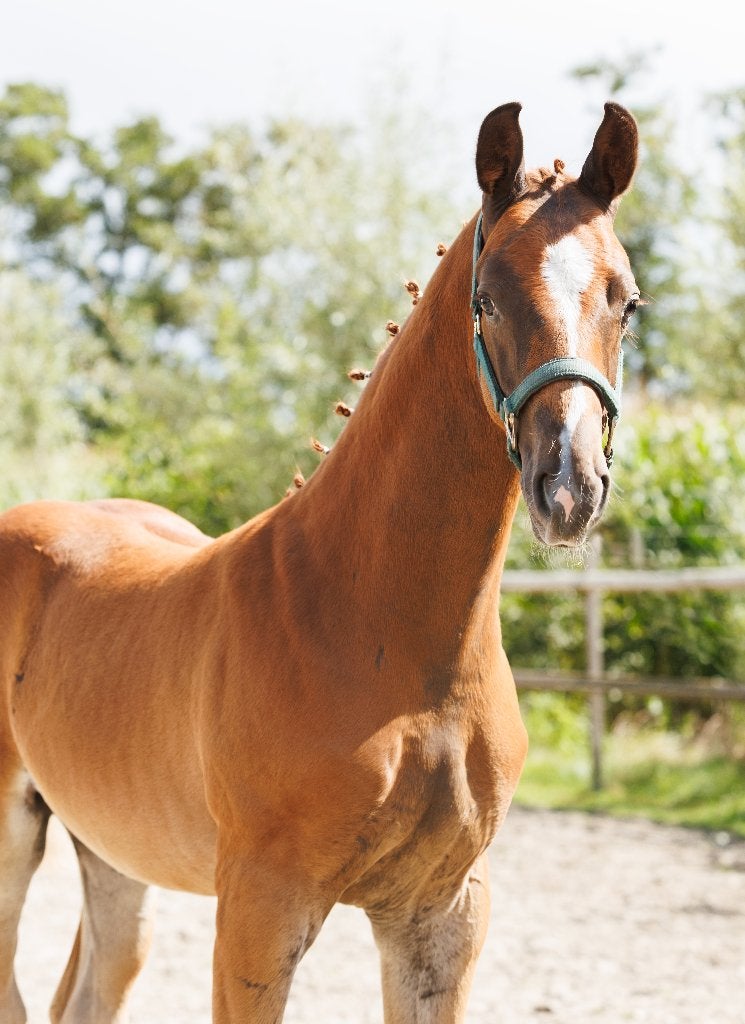 Chique vos hengstveulen van McLaren OLD N.O.P.T. x Hennessy, Dieren en Toebehoren, Minder dan 160 cm, Met stamboom, Niet van toepassing