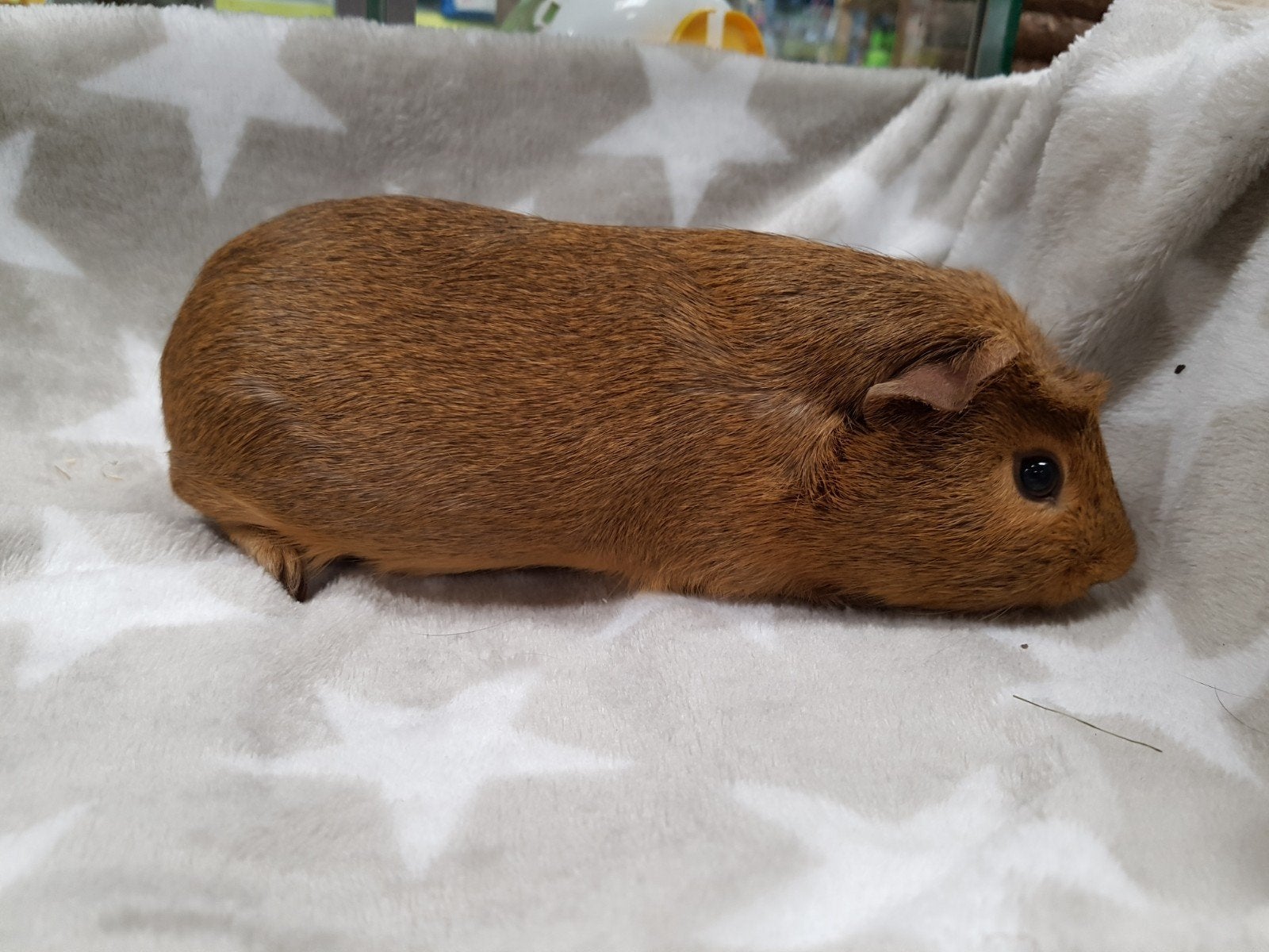 lieve tamme cavia beer, Cavia, Februari, Mannelijk, Tam