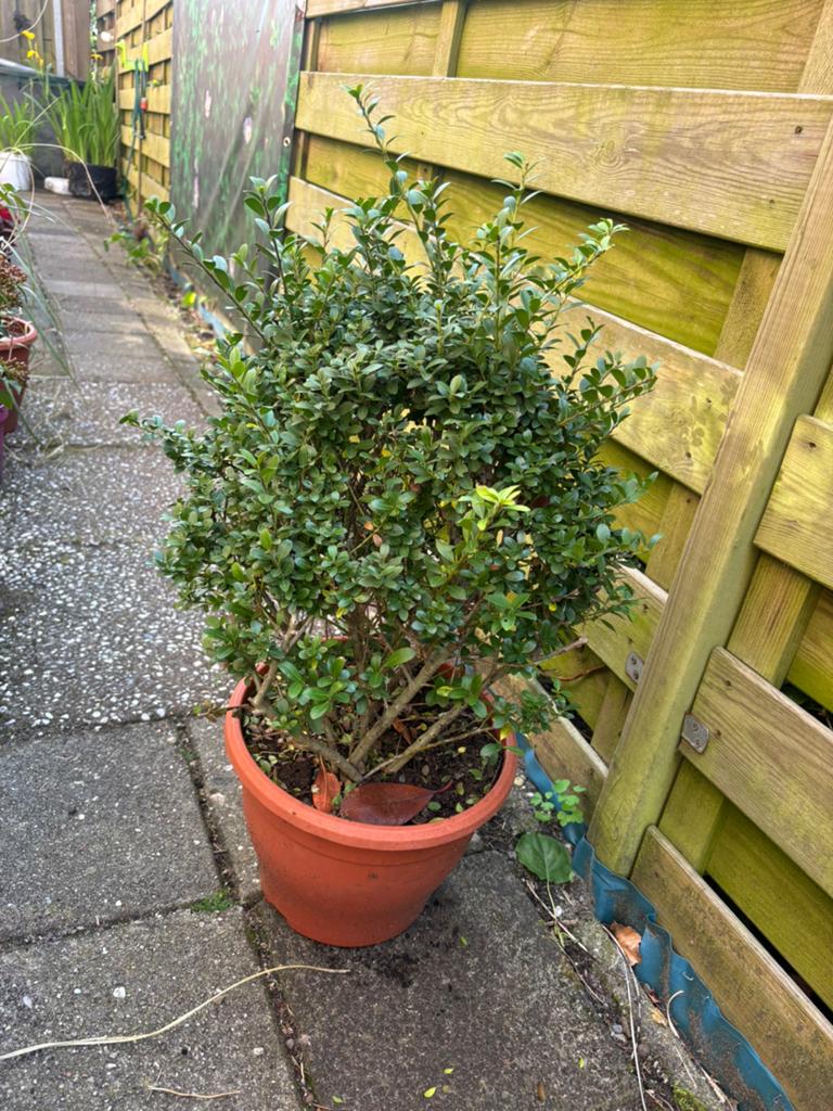 Buxus bol , border plant , tuinplant , groenblijvend, Ophalen, Bloeit niet, Halfschaduw, Overige soorten