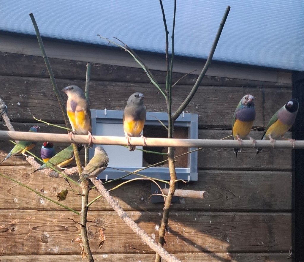 jonge gouldamadines 2026, Mannelijk, Tropenvogel