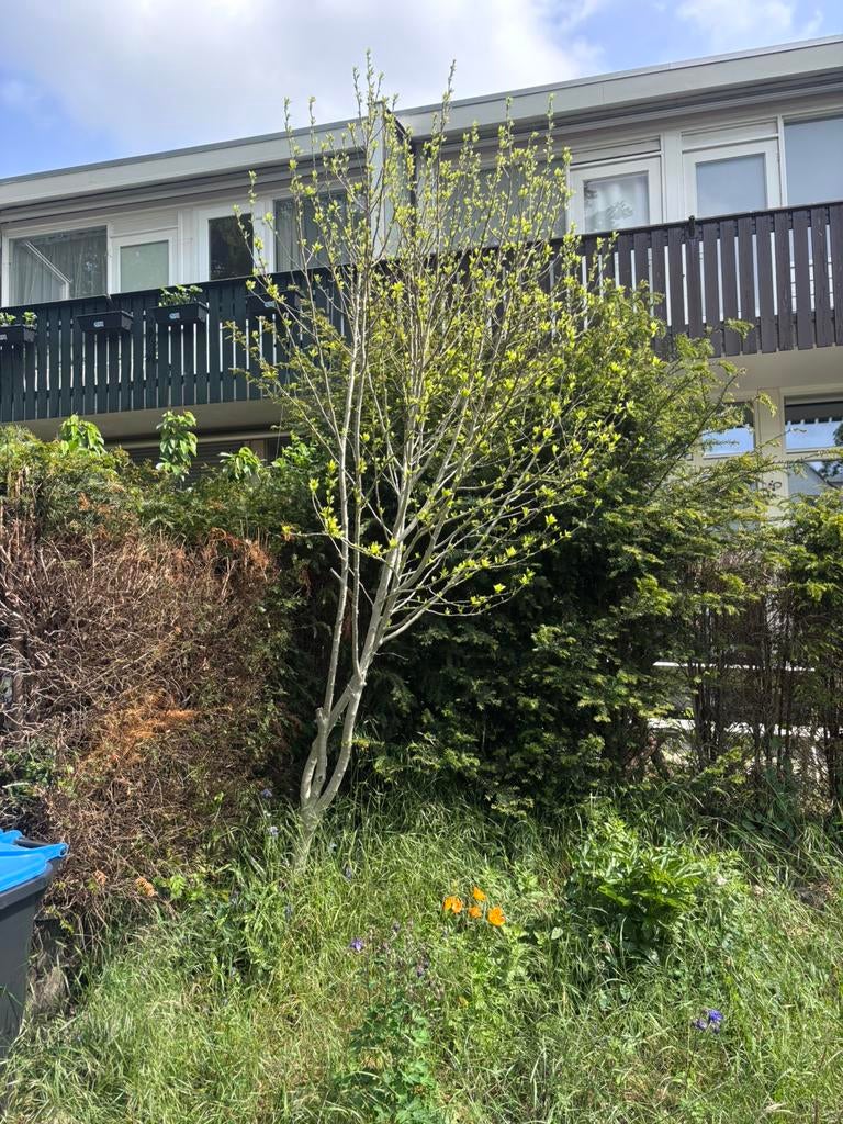 Gratis grote roze hibiscus, Tuin en Terras, Planten | Bomen, Overige soorten, 100 tot 250 cm, Zomer, Ophalen