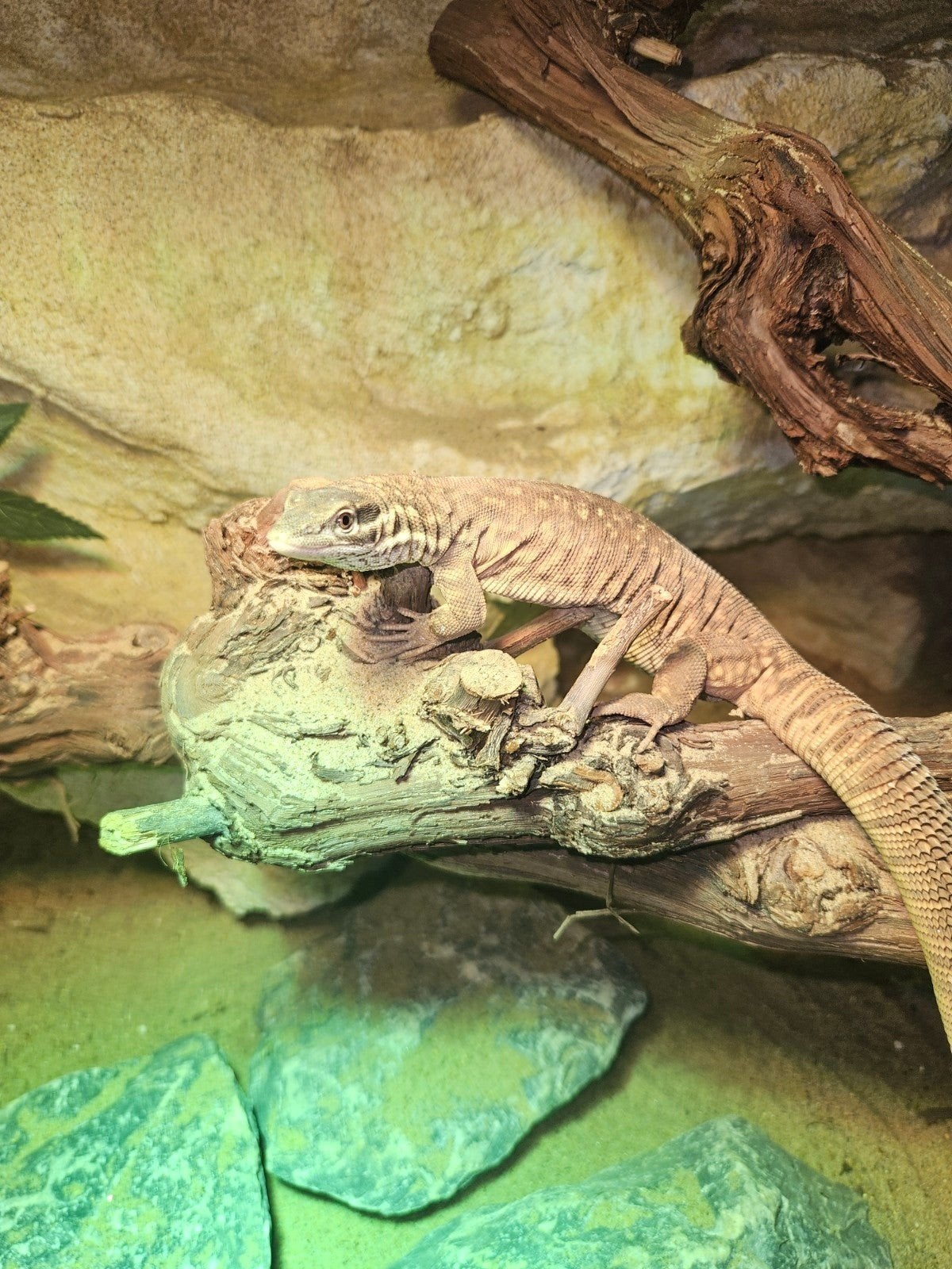 varanus acanthures incl terrarium, Hagedis, Tam, 0 tot 2 jaar