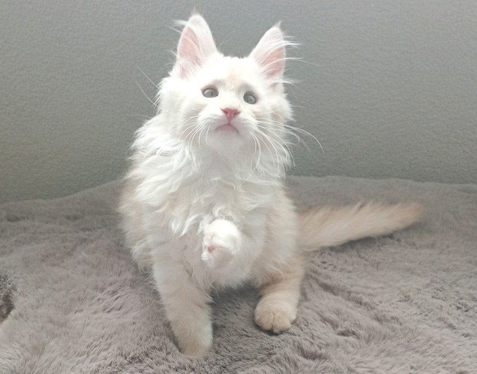 🩷 Prachtige Maine coon  Kitten 🩷, Meerdere dieren, Ontwormd