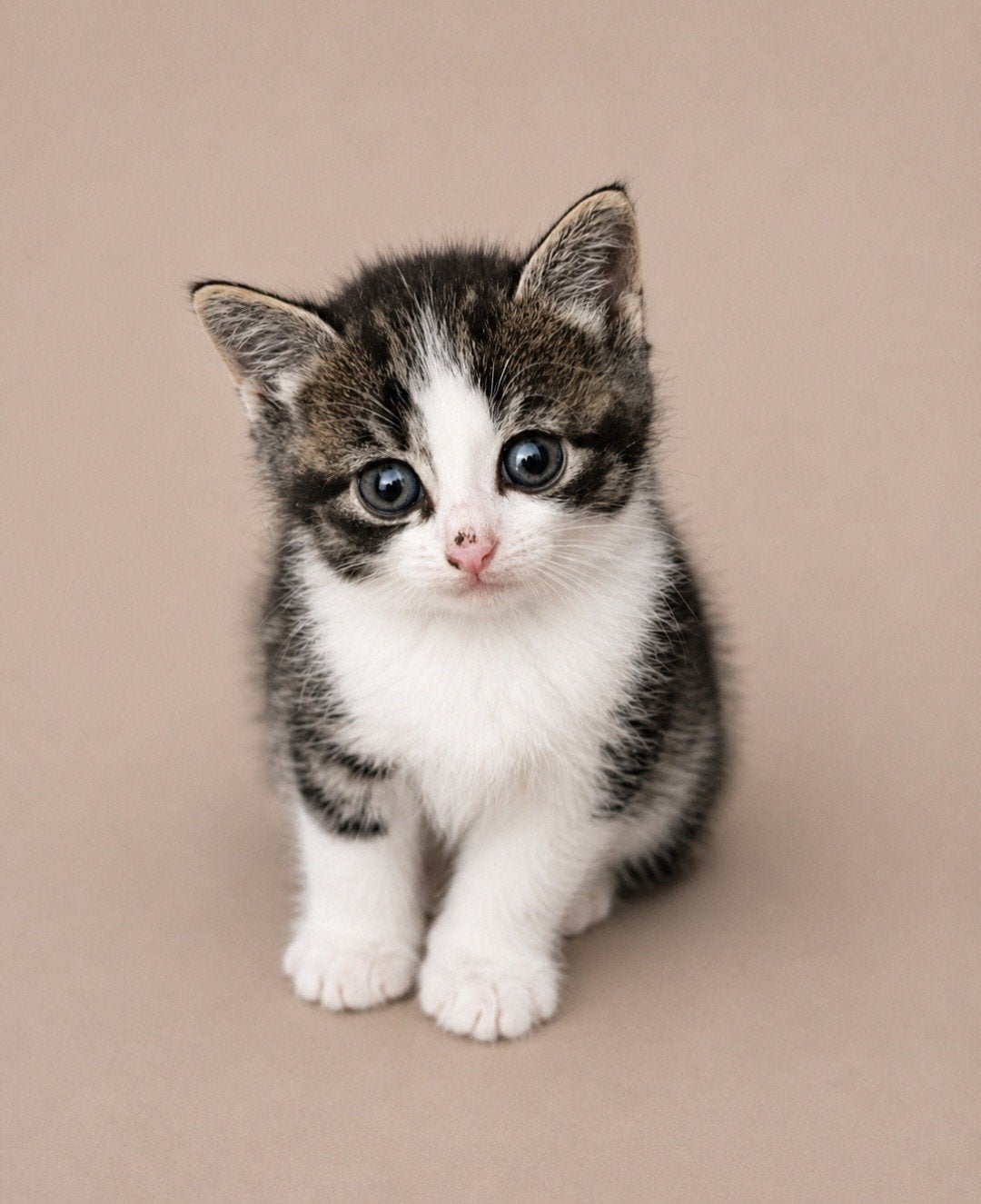 Hele mooie kruising ragdoll kittens., Meerdere dieren, Ontwormd