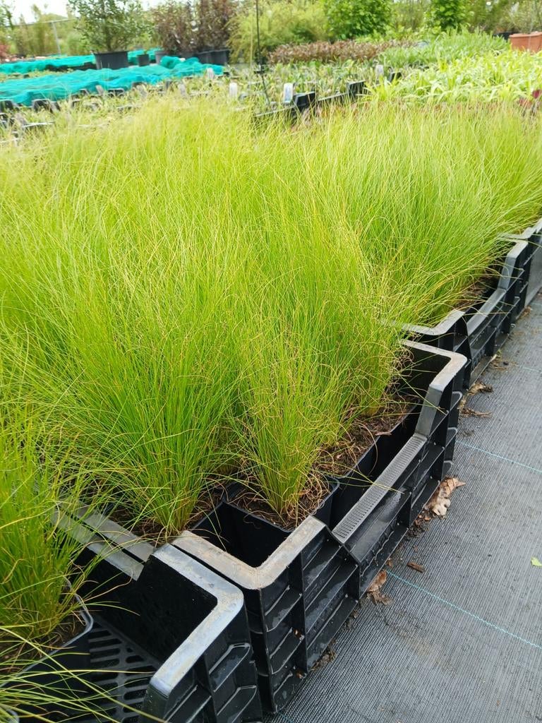 Stipa Ponytails Vedergras - Siergras voor Tuin en Terras, Volle zon, Vaste plant, Siergrassen, Ophalen of Verzenden