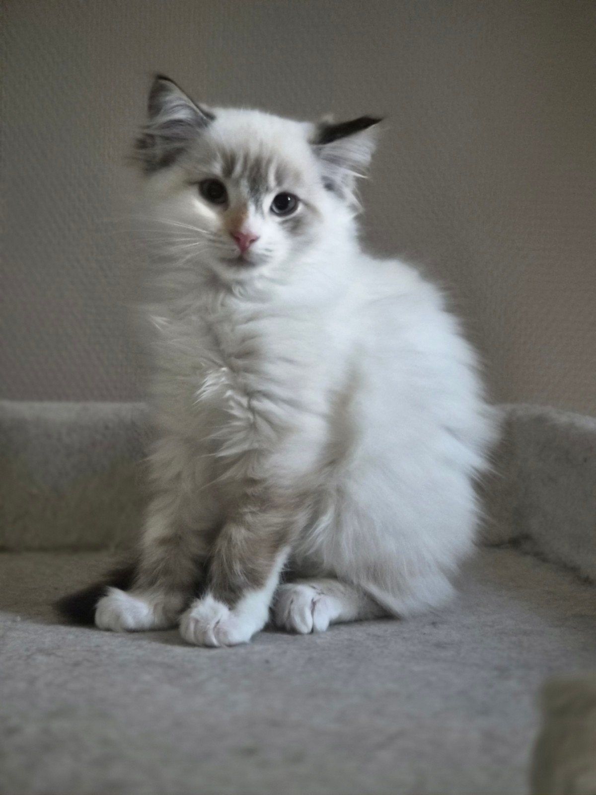 Britse langhaar x Ragdoll kittens, Poes, Ontwormd