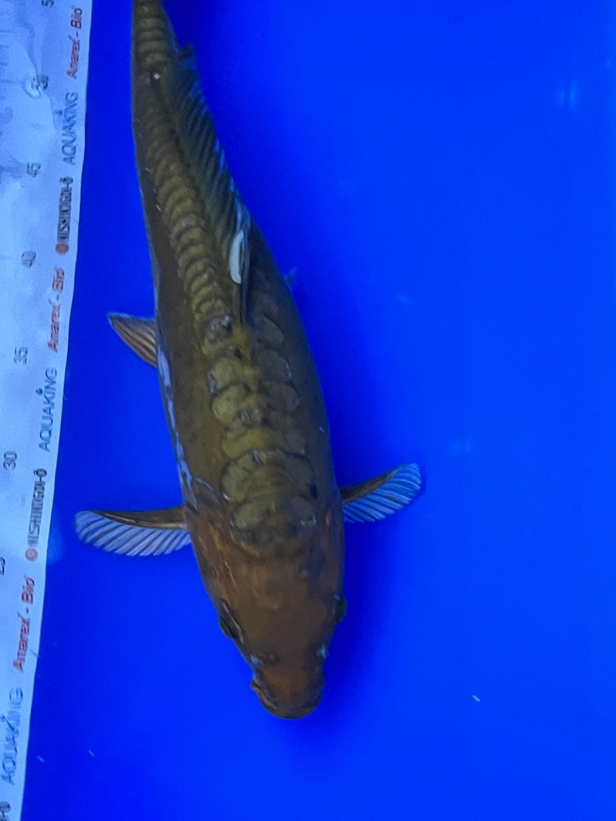 Aragoke Chagoi, Dieren en Toebehoren, Karper of Koi