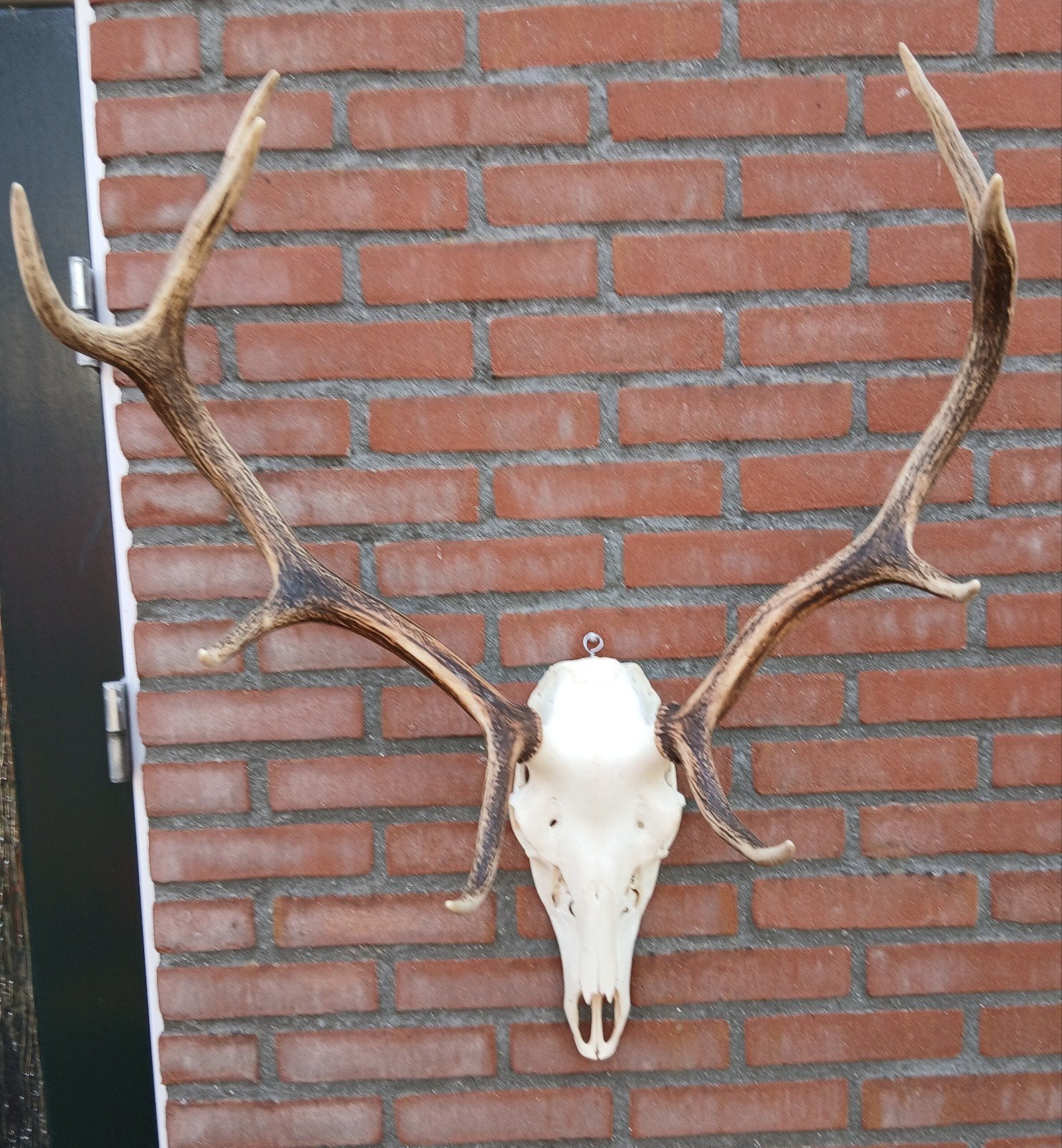 echt herten  gewei, Verzamelen, Ophalen, Hert, Gewei of Kop